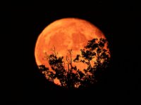 Moonrise 2