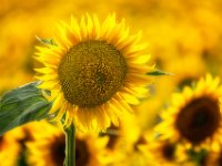 Zonnebloemen-01