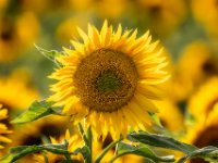 Zonnebloemen-04