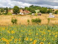 Zonnebloemen-Les-Marchands-01