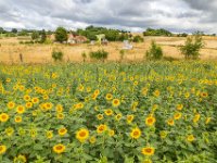 Zonnebloemen-Les-Marchands-02