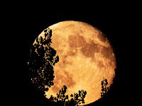 les-feuilles-de-lune