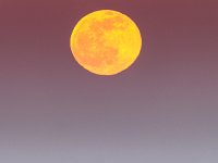 single tree moonrise