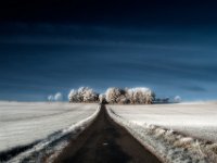 Between-the-fields-into-the-trees