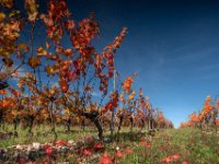 After the grapes are gone