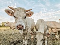 Charolais 02