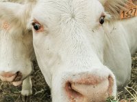 Charolais 04