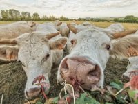 Charolais 06
