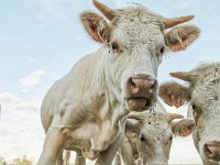 Charolais 07