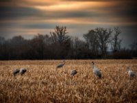 Crane-country-01