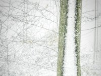 Foret des Colettes-06