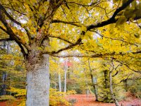Foret des Colettes-07