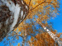 A birch perspective