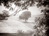 Single tree
