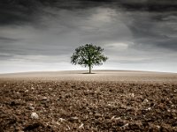 Single-tree-2
