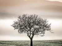 Single-tree-3