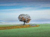 Single-tree-4