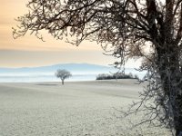Single-tree-5