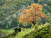 Yellow-tree