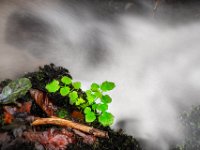 little-green