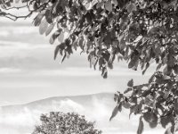 single-tree-Saint-Germain-de-Salles