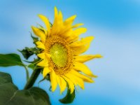 sunflower2