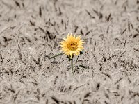 sunflower3