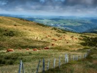 Cattle at high altitude